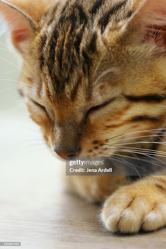 Sleepy Purebred Bengal Kitten