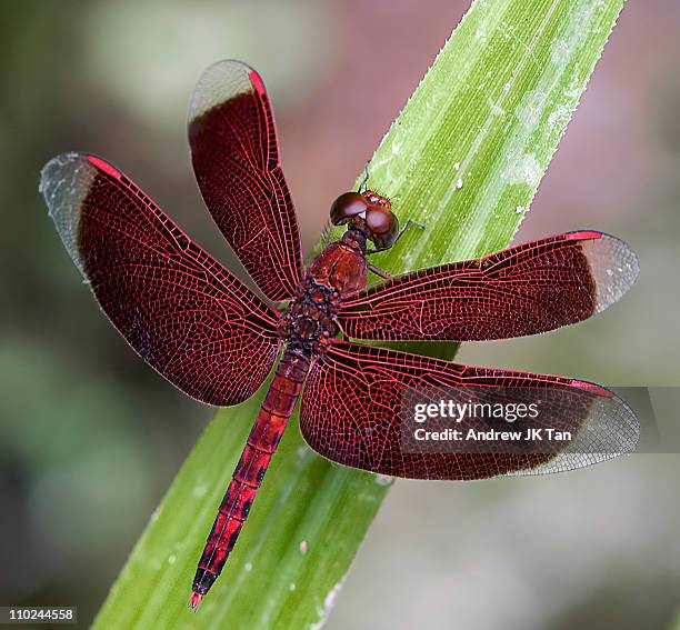 dragonfly at rest - libellule photos et images de collection