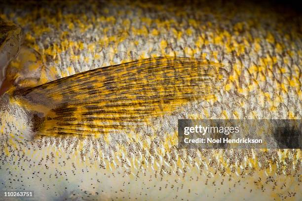 detail image of fish scales and fin - walleye - fotografias e filmes do acervo