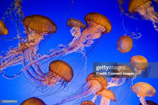 sea nettle jellyfish - tentacles stock pictures, royalty-free photos & images