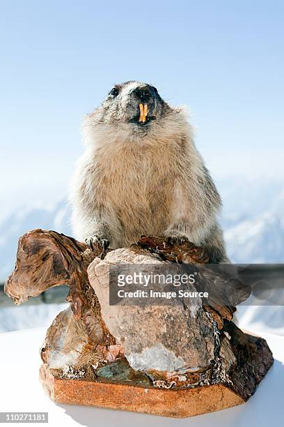stuffed marmot on mount zugspitze, bavaria, germany - marmota stock-fotos und bilder