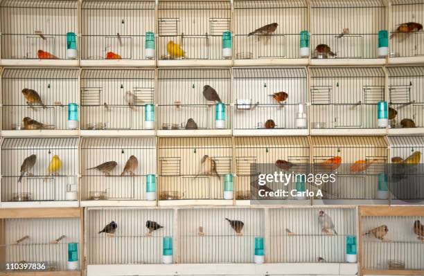 canary birds - birdcage stockfoto's en -beelden