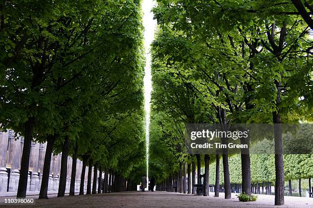 trees lining the path - 皇家宮殿 杜樂麗區 個照片及圖片檔