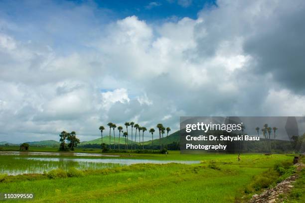 landscape - odisha 個照片及圖片檔