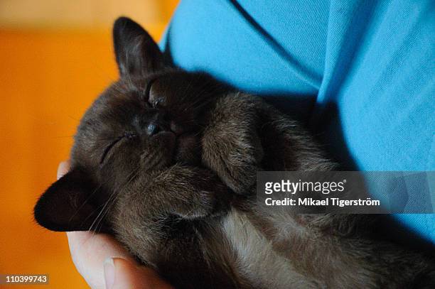 burmese brown kitten sleeping in human hand - burmese cat stock pictures, royalty-free photos & images