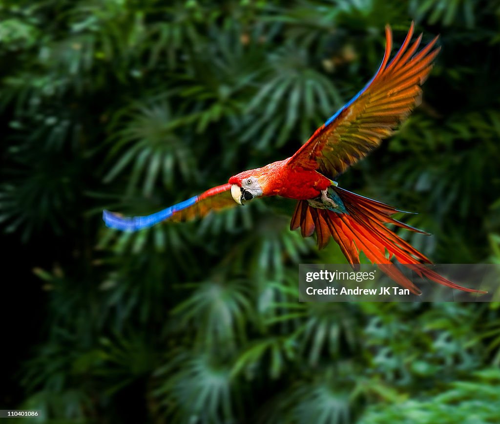 Fight of Macaw