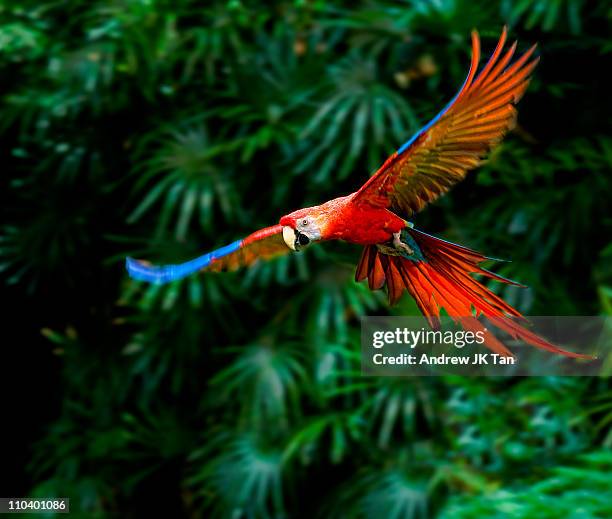 fight of macaw - bird flying stock pictures, royalty-free photos & images