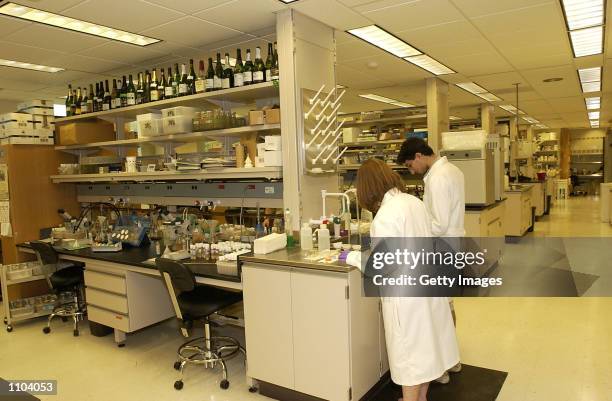 Researchers work at a laboratory at the State University of New York at Stony Brook July 12, 2002 in Stony Brook, New York. Scientists there say they...