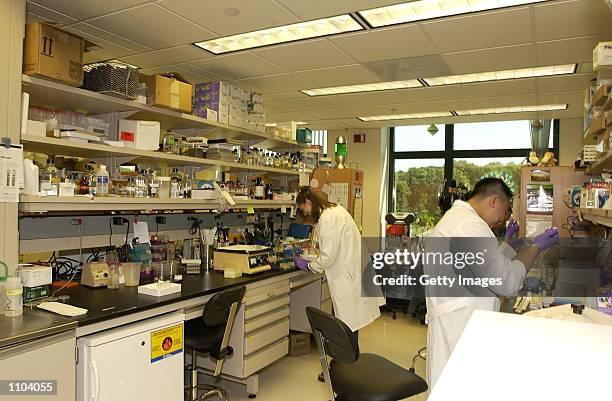 Researchers work at a laboratory at the State University of New York at Stony Brook July 12, 2002 in Stony Brook, New York. Scientists there say they...