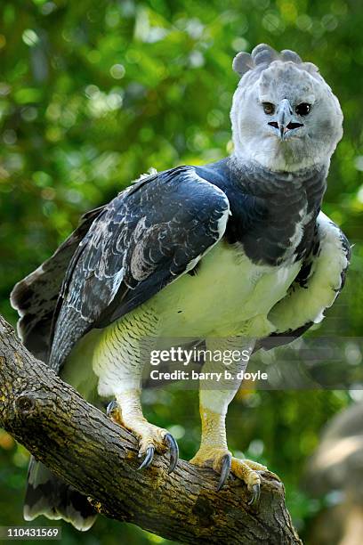 harpy eagle (captive) - harpy eagle - fotografias e filmes do acervo