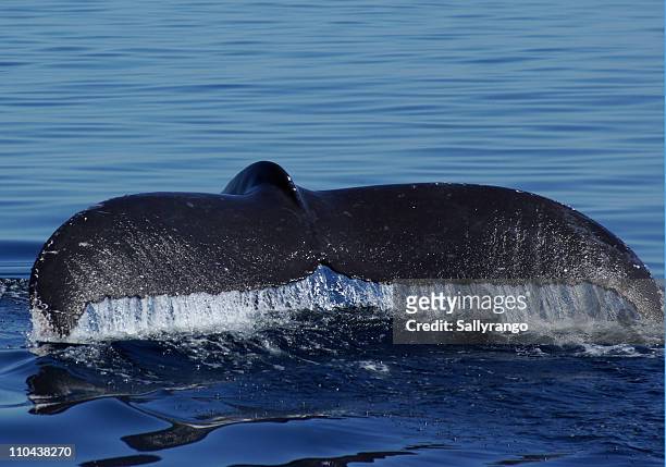 blue whale fluke baja - blauwal stock-fotos und bilder