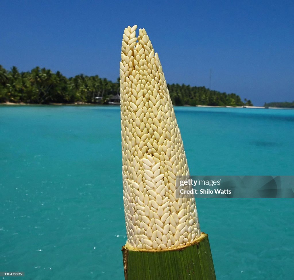 Coconut flower