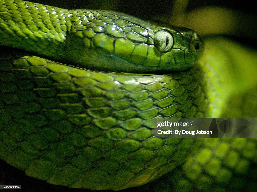 Green Tree Snake