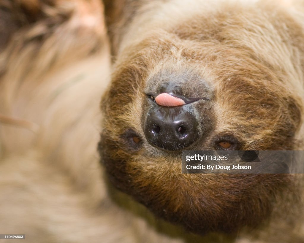 Linnaeus's Two Toed Sloth, Rasping