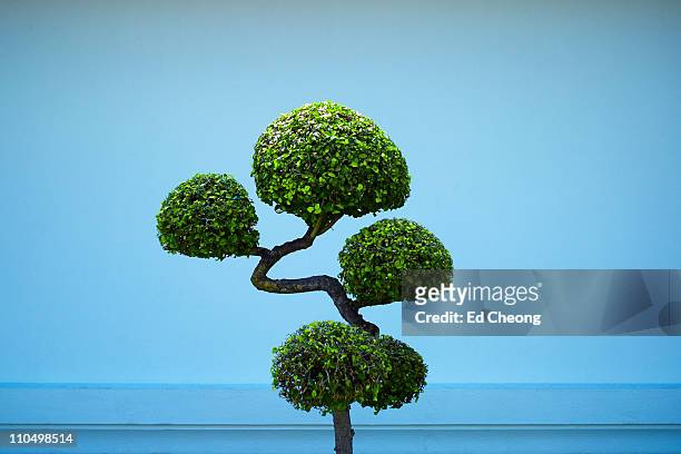 wat po bonsai - banzai stock pictures, royalty-free photos & images