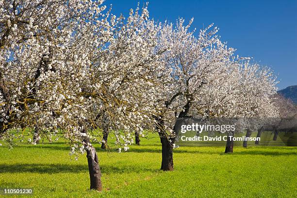 almond trees in bloom, alaro, mallorca - almond blossom stockfoto's en -beelden