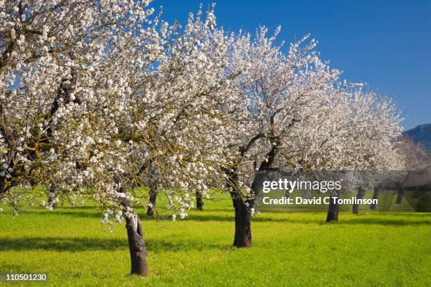 almond trees in bloom, alaro, mallorca - almond blossom stock pictures, royalty-free photos & images