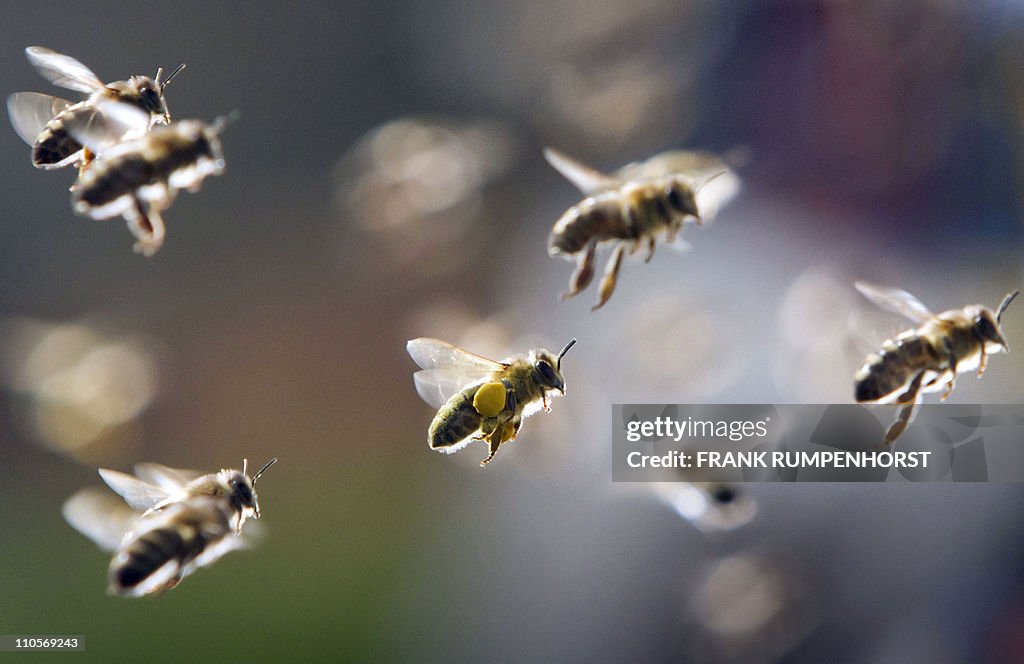 Bees, partly loaded with pollen, return