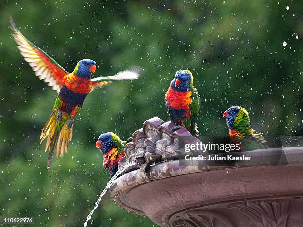 rainbow lorikeets, adelaide botanic gardens - lori stock-fotos und bilder