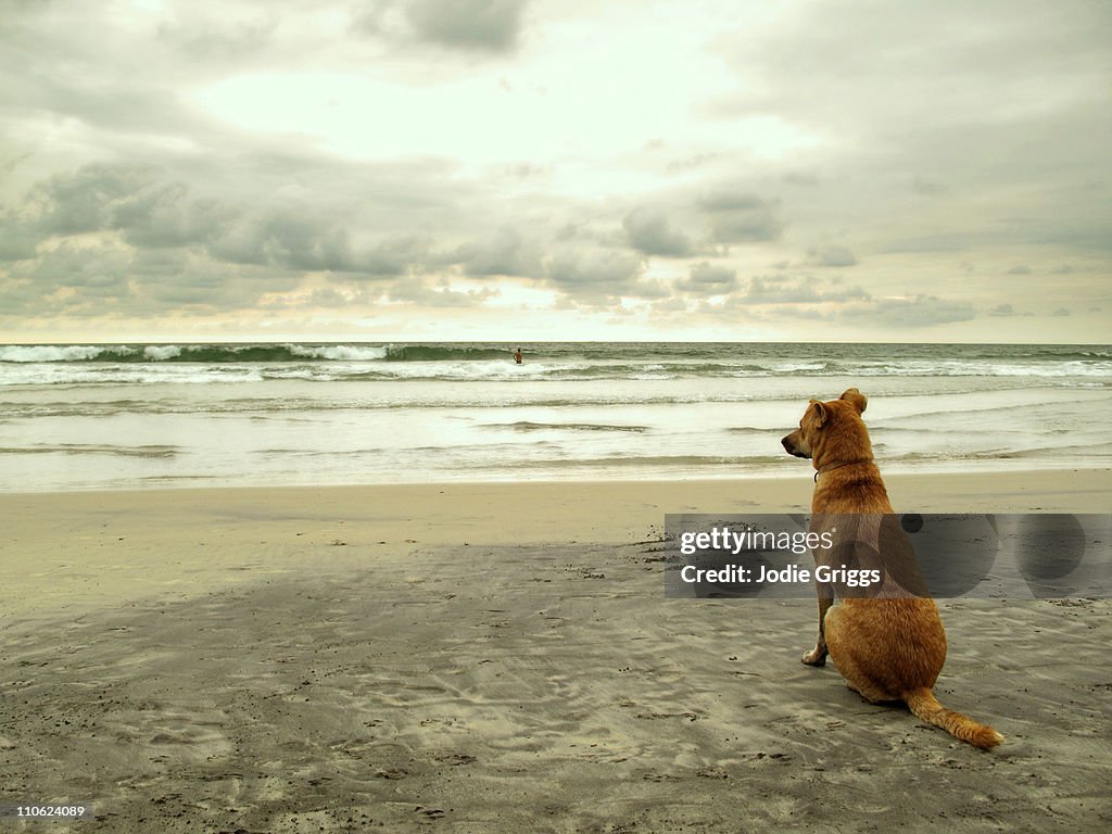 Dog sitting on beach