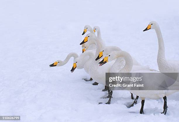 whopper swans in snow. - middelgrote groep dieren stockfoto's en -beelden