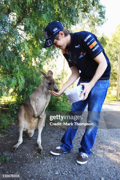 Sebastian Vettel of Germany and Red Bull Racing visits a local farm during previews to the Australian Formula One Grand Prix on March 23, 2011 in...