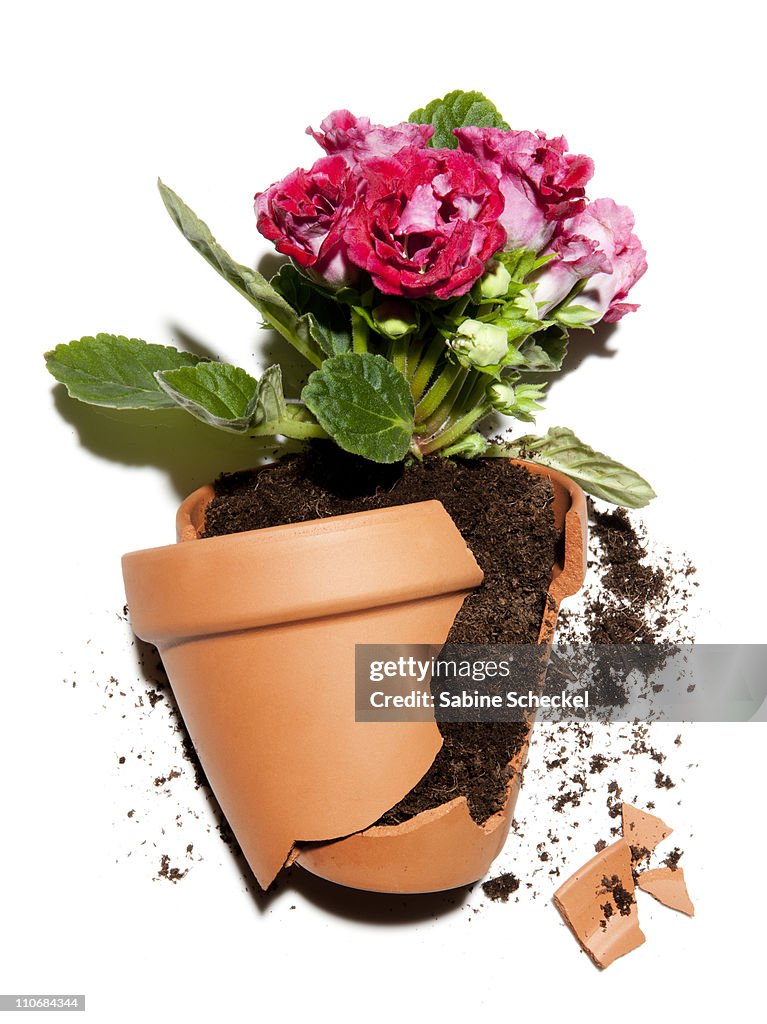 Broken flower pot with plant