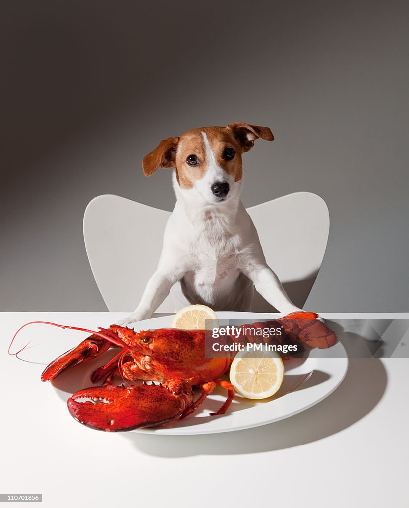 Dog with lobster dinner