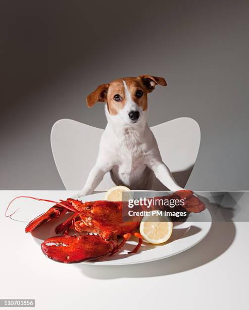 dog with lobster dinner - pampered pets stock pictures, royalty-free photos & images