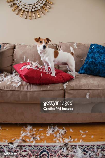 bad dog - damaged furniture stock pictures, royalty-free photos & images