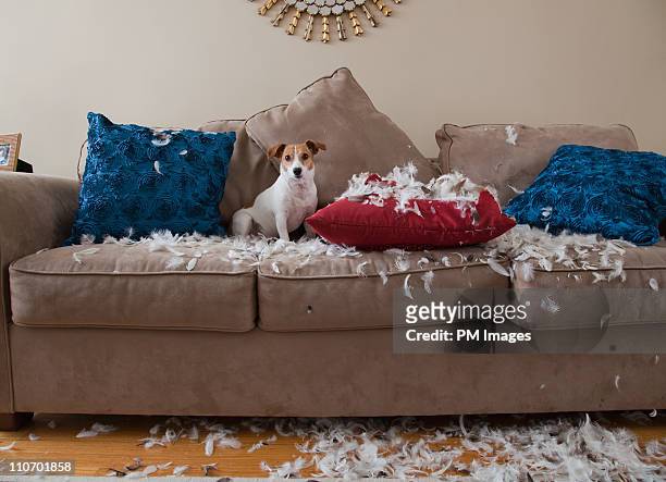 bad dog - messy dog fotografías e imágenes de stock
