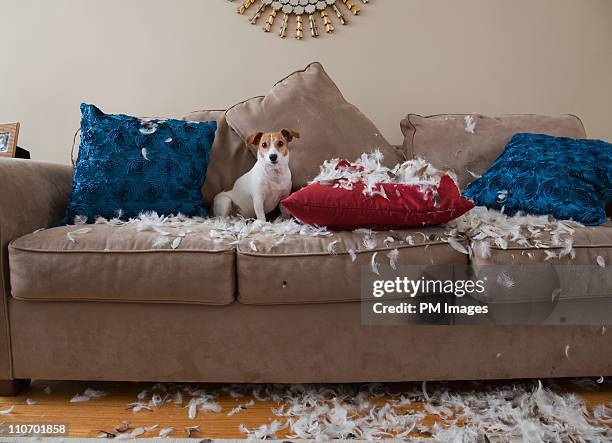 bad dog - cushion stockfoto's en -beelden