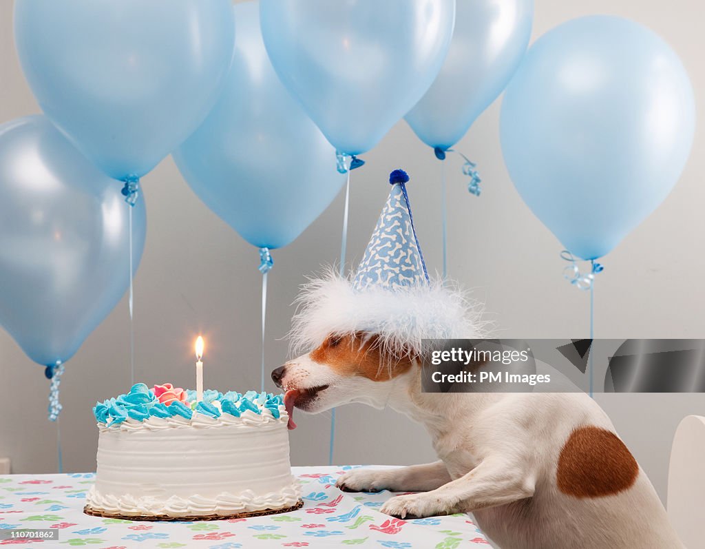Dog licking birthday cake