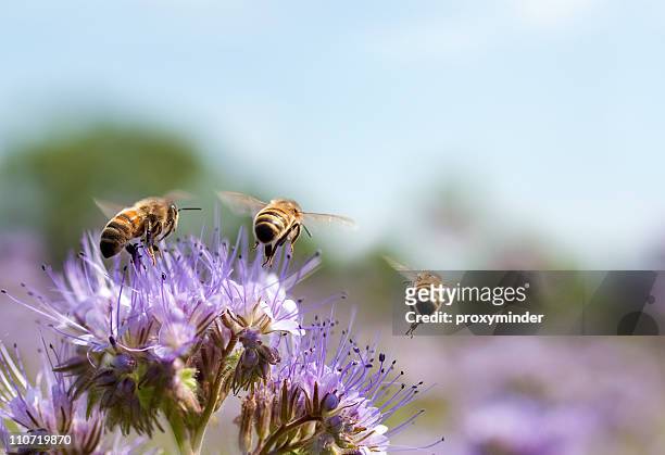 honig biene fliegt entfernt - blüte stock-fotos und bilder