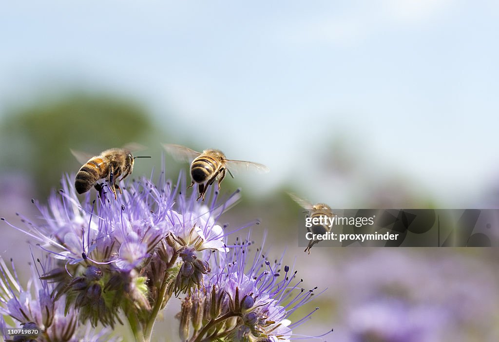 Apis volando de distancia