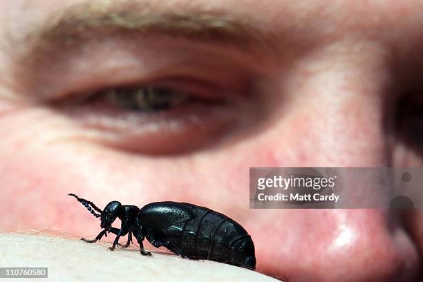 Buglife's Vice President Nick Baker looks at a oil beetle as part of the first ever nationwide survey to map the location of the threatened and...