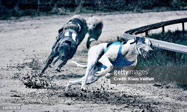 greyhound race - hunderennen stock-fotos und bilder
