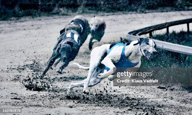 greyhound race - greyhound stock pictures, royalty-free photos & images