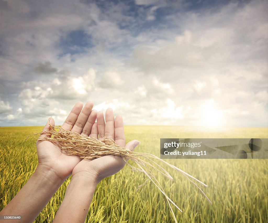 Hands lifting harvested grain toward sky