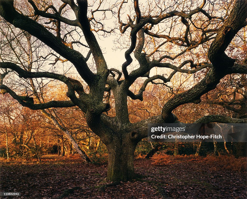 Oak tree