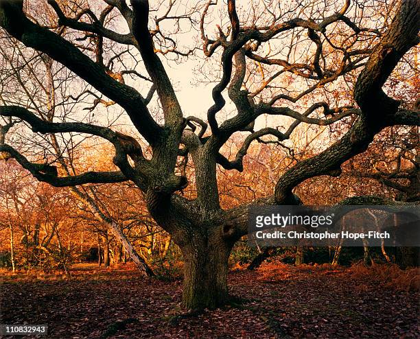 oak tree - oaks day 個照片及圖片檔