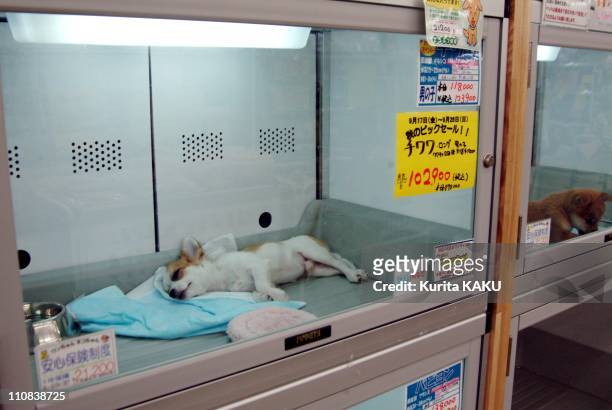 Japan'S Craze For Small Dogs In Japan In September , 2004 - The most popular chilhuahua dog at the pet shop, this chilhua hua is sold at 102,900 yen .