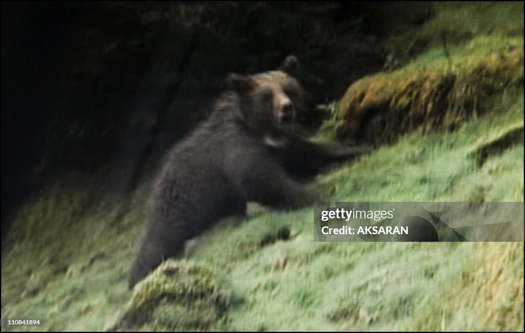 Release Of Slovenian Bears "Franska" In The Hautes-Pyrenees, France On April 28, 2006.