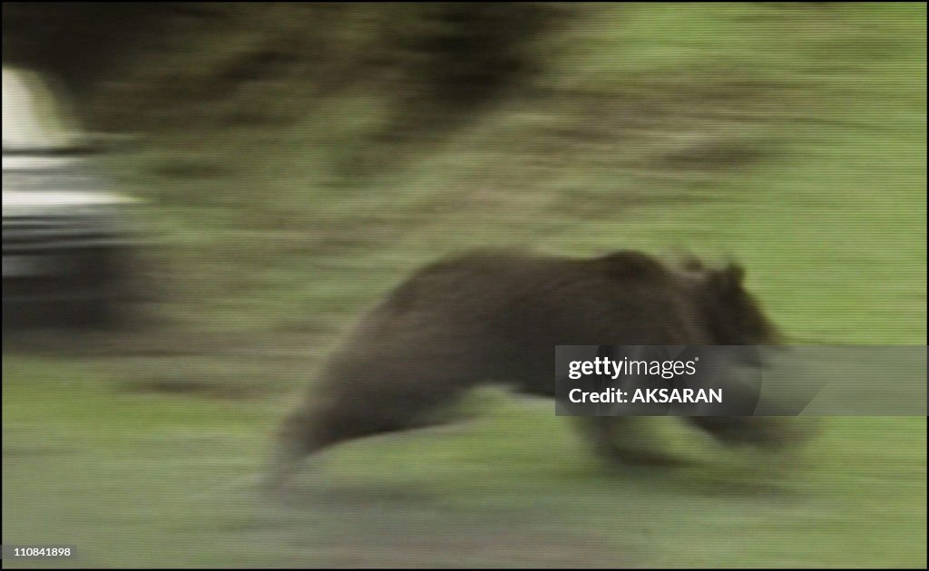 Release Of Slovenian Bears "Franska" In The Hautes-Pyrenees, France On April 28, 2006.