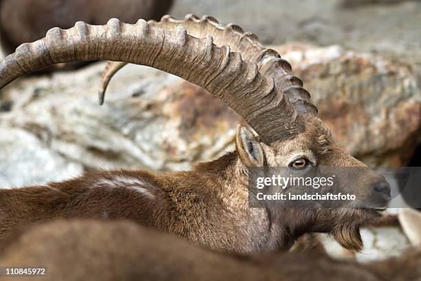 ibex closeup - lech austria stock pictures, royalty-free photos & images