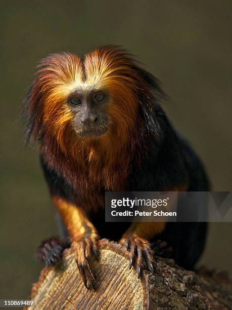 golden-headed lion tamarin - golden headed lion tamarin stock pictures, royalty-free photos & images
