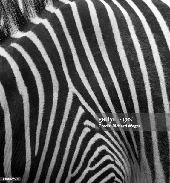 zebra - estampado de cebra fotografías e imágenes de stock