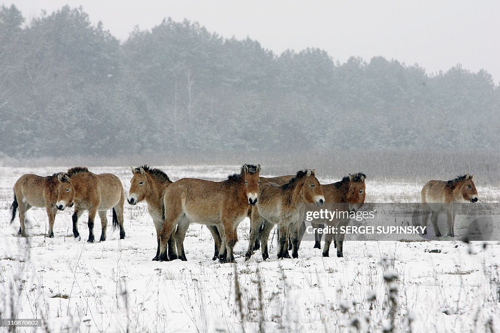 Wild horses graze next to the ghost town