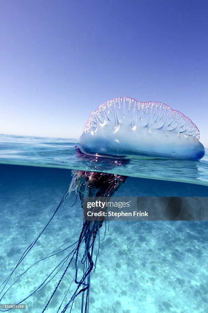 Portuguese Man of War (Physalia physalis)