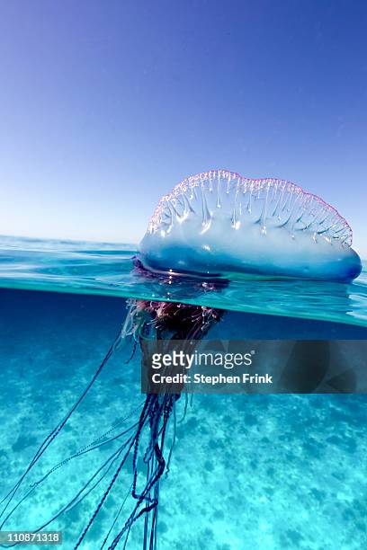 portuguese man of war (physalia physalis) - man of war stock pictures, royalty-free photos & images